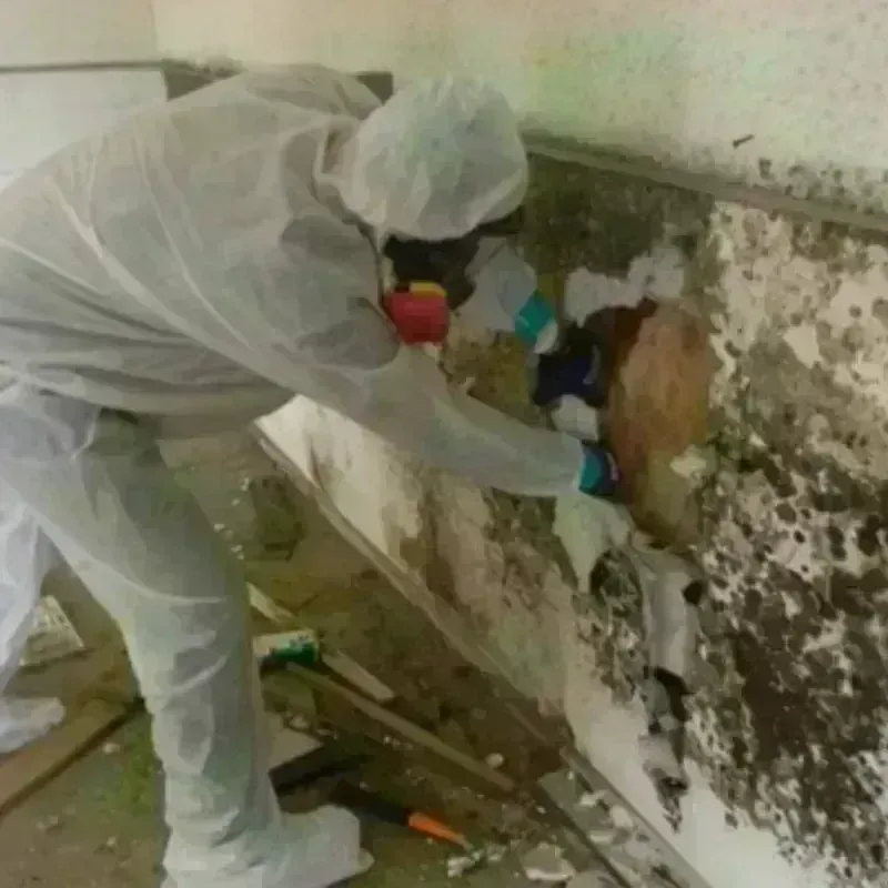 Mold Remediation and Removal in Azle, TX